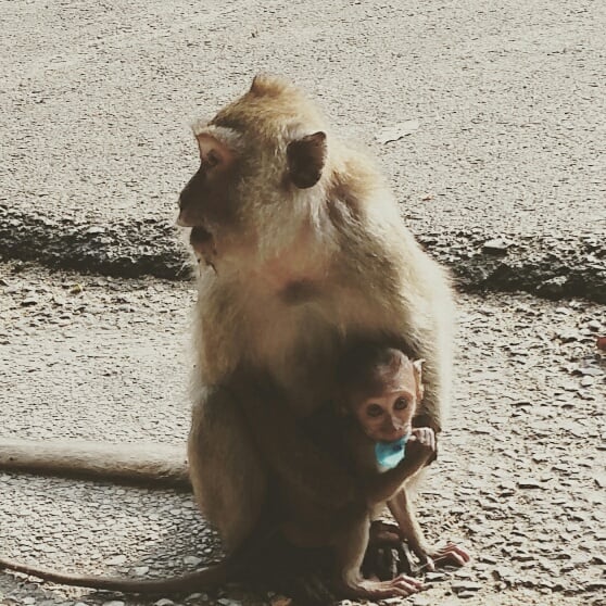 Monkeying around at the Monkey Temple